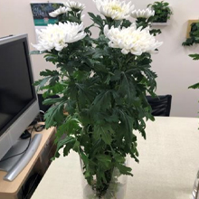 ディーマーケット　ナノ水（花・葉の日持ち）検証実施中