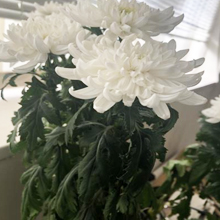 ディーマーケット　ナノ水（花・葉の日持ち）検証実施中